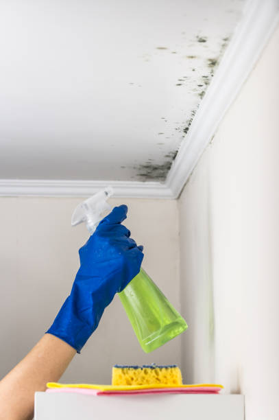 Best Emergency Mold Remediation  in Fowler, MI